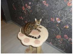 Бенгальская кошка.