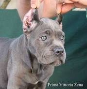 ZENA