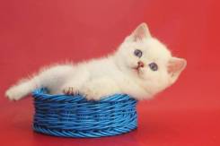 Британская короткошерстная кошка.