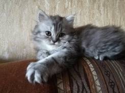 Персидская кошка.