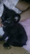 Шотландская прямоухая кошка.