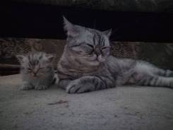 Шотландская прямоухая кошка.