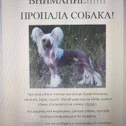 Собаки.