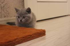 Британская кошка.