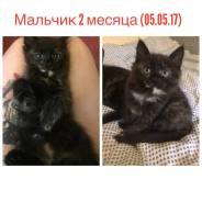 Кошки.