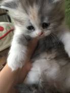Персидская кошка.