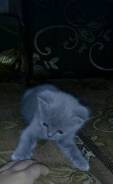 Шотландская прямоухая кошка.