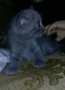 Шотландская прямоухая кошка.