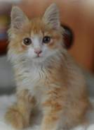 Кошки.