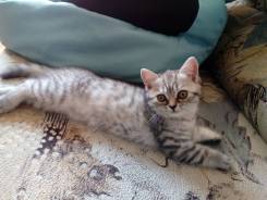 Британская кошка.