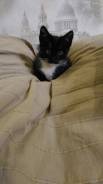 Котенок в хорошие руки.
