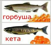 Кета. Под заказ