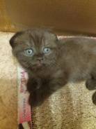 Шотландская вислоухая кошка.