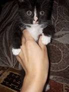 Кошки.