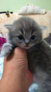 Шотландская вислоухая кошка.