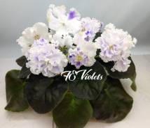 Сенполия.