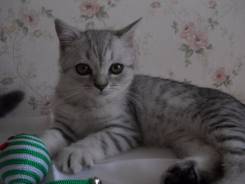 Шотландская кошка.