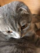 Шотландская вислоухая короткошерстная кошка.
