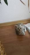 Шотландская кошка.