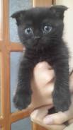 Шотландская веслоухая кошка