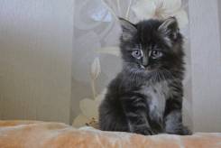 Курильский бобтейл.