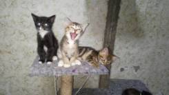 Кошки.