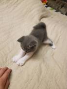 Шотландская кошка.