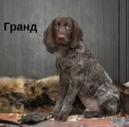 Курцхаар.