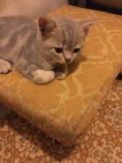 Шотландская прямоухая кошка.