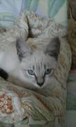 Сиамская кошка.