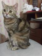 Шотландская прямоухая короткошерстная кошка.