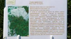 Сосна.