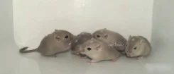 ����. ����