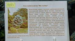 Ель.