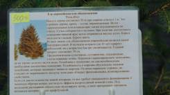 Ель.