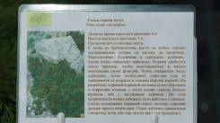 Сосна.