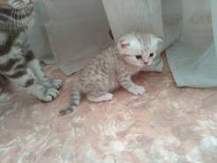 Шотландская прямоухая кошка.