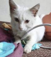 Кошки.