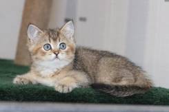 Британская кошка.
