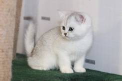 Британская кошка.