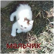 Кошки.
