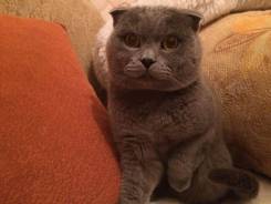 Кошки.