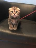 Шотландская вислоухая кошка.