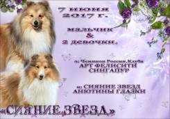 Шелти.