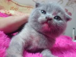 Шотландская вислоухая кошка.