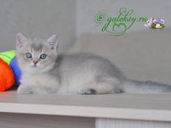 Британская кошка.