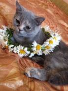 Шотландская прямоухая короткошерстная кошка.