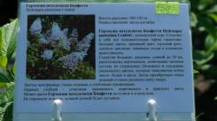 Гортензия.