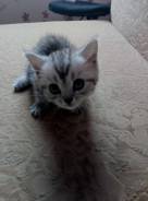 Британская кошка.