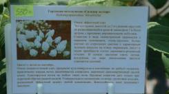 Гортензия.